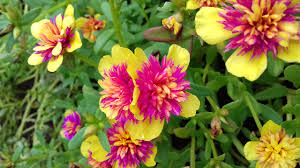 Tanaman krokot juga memiliki kelopak bunga bewarna hijau, bertajuk, dan bersayap. Puspa Krokot Koleksi Terlengkap Termurah Jual Bibit Bunga Krokot Mossrose Jambul Duna Tiara Giant Lokal Import 1 Varian Bebas Pilih Vr03