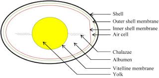 They help us to know which pages are the most and least popular and see how visitors move around the site. Egg Albumen An Overview Sciencedirect Topics