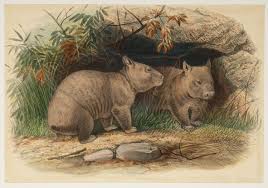 The Hairy Nosed Wombat Antique Print Map Room Rare Species Of Animals Wombat Rare Animals