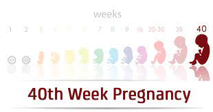 40 weeks pregnant no contractions but a lot of pressure. 40th Week Pregnancy Symptoms Baby Development Tips And Body Changes