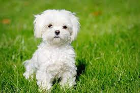 Maltese Puppies For Sale Puppy Breed Info Hypoallergenic Dog Breed Tiny Dog Breeds Dog Breeds That Dont Shed
