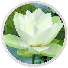 Pin On Making Flowers