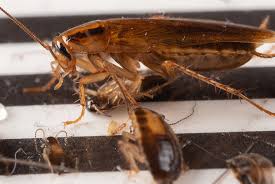 The Baby German Cockroach Is No Joke Get Rid Of It Fast Cockroach Facts