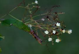 Image result for Gymnosporia mossambicensis