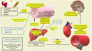 Jun 21, 2021 · rudy winkler set an american record of 82.71 metres in the hammer throw, winning the u.s. Frontiers Drug Discovery And Development Of Novel Therapeutics For Inhibiting Tmao In Models Of Atherosclerosis And Diabetes Physiology