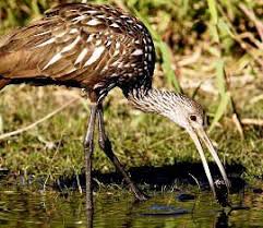 Birds Native To Georgia Usa Limpkin In The United States Limpkins Are Found In Southern Georgia And Florida In The Shallows Along Rivers Streams And Florida Water Backyard Birds Birds
