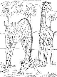 Dibujos Para Colorear De Animales Reales