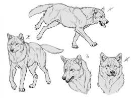 Buzzfeed Canine Art Canine Drawing Animal Drawings