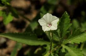 Image result for Ipomoea coptica