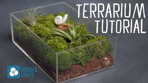 The types of terrarium plants you put inside your miniature container garden will depend on the amount of light your home gets—and your plant here's what you should know about different kinds of terrariums, from closed moss terrariums to open succulent terrariums and air plant terrariums. How To Create An Air Plant Terrarium Youtube