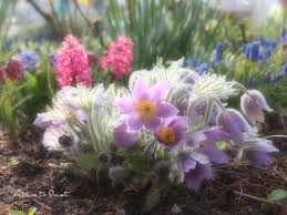 Nun ist es an der zeit, winterschutzabdeckungen abzunehmen. Jetzt Fruhling Machen 11 Gartentipps Fur Den Marz