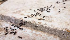 I can't remember the name. Common Apartment Bugs Your Creepy Room Mates Top Repellents