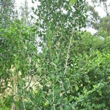 Image result for Chionanthus foveolatus