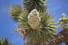 Joshua tree under the full moon. Joshua Tree National Park Joanna Volavka