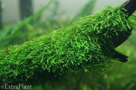 Java Moss Vesicularia Dubyana Live Aquarium Plants Fern Fish Tank Buy2get1free Ebay With Images Planted Aquarium