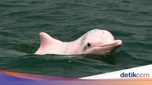 Mereka tidak menangkap mamalia tersebut, melainkan menjadikannya sebagai tontonan dan mengabadikannya melalui kamera ponsel. Lumba Lumba Pink Yang Langka Muncul Lagi Di Perairan Thailand