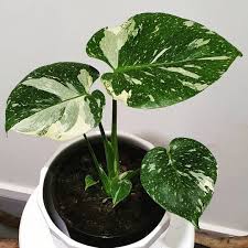 The Jungle Collective On Instagram Plant Reveal We Are Excited To Announce That We Ve Got Variegated M Plants Propagating Plants Container Plants