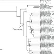 Image result for Pandanus chiliocarpus