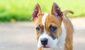 Ones that show dogs, or cats trim the or cut whiskers before the dog show so they look their best. Cut The Crop