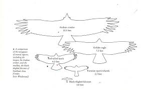 Raptor Size Comparison Andean Condor Red Tailed Hawk Raptors