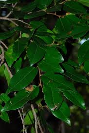 Image result for Cleistanthus schlechteri