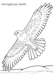 Hawk Coloring Pages Books 100 Free And Printable