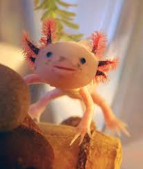 Axolotls The Strange But Also Sweet Face Of The Axolotl Is Swimming Into More Homes This Critter I Weird Looking Animals Weird Animals Cute Endangered Animals