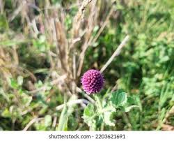 Image result for Sphaeranthus foliosus