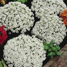 Alyssum Snow Crystals Flower Garden Seeds Approx 5000 Seeds Annual Lobularia Maritima Walmart Com Alyssum Garden Seeds Seeds