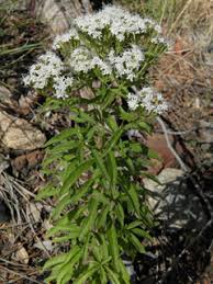 Image result for Stemodia serrata