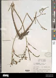 Image result for Aeschynomene abyssinica