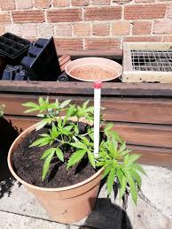 As a result, lst gives you bigger yields without changing your setup! Low Stress Training 4 The First Time Uktrees