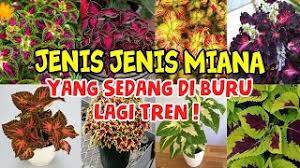 Maybe you would like to learn more about one of these? Cantiknya Inilah 16 Jenis Miana Yang Sedang Tren Youtube