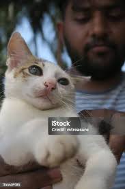 Image Of Bearded Indian Man Holding A White Goan Bar Cat Palolem Beach Goa  India Stock Photo