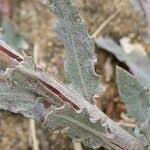 Image result for Oenothera indecora