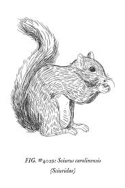 Free Woodland Animals Printable Wall Art Woodland Animal Wall Art Animal Wall Art Free Printable Wall Art