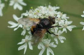 Check spelling or type a new query. Nowickia Ferox Raupenfliege Kleintiergalerie