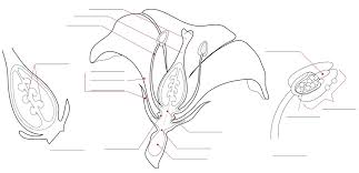 Mature Flower Diagram Part 1 Diagram Quizlet