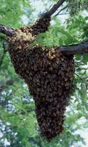 Because honeybee colonies are so large, only a honey bee pest control professional or experienced beekeeper can safely remove a honeybee nest. Http Denton Agrilife Org Files 2013 08 Beekeeping Basics Pdf