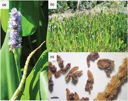 Image result for Pontederia