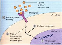 Receptors Classification Sino Biological