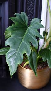 Image result for Philodendron lacerum