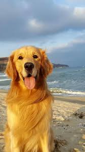 Golden Retriever Golden Retriever Liebe Lustige Golden Retriever Lustiger Hund Golden Hund Liebe Lustige Lustiger Hayvan Evcil Hayvanlar Kopek