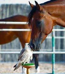 Horse And Falcon Horses Animals Beautiful Beautiful Horses