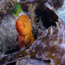 Image result for Wolffiella denticulata