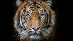 Tiger Portrait Pet Tiger Tiger Photography Tiger Face