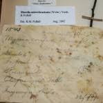 Image result for Myrica chimanimaniana