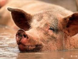 Image result for pig