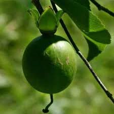 Image result for Oncoba