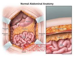 Medical Exhibits Demonstrative Aids Illustrations And Models